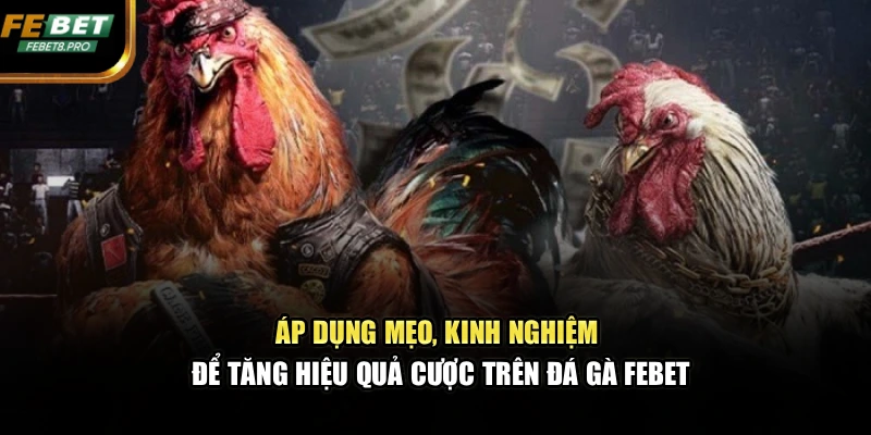 Áp dụng mẹo, kinh nghiệm để tăng hiệu quả cược trên đá gà FEBET