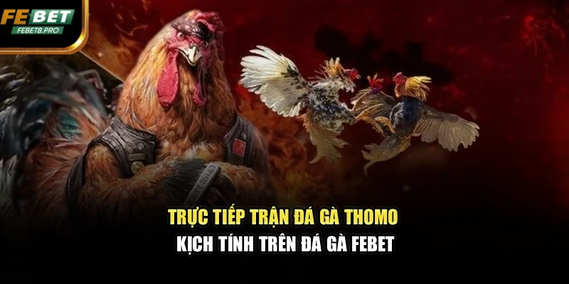 Trực tiếp trận đá gà Thomo kịch tính trên đá gà FEBET